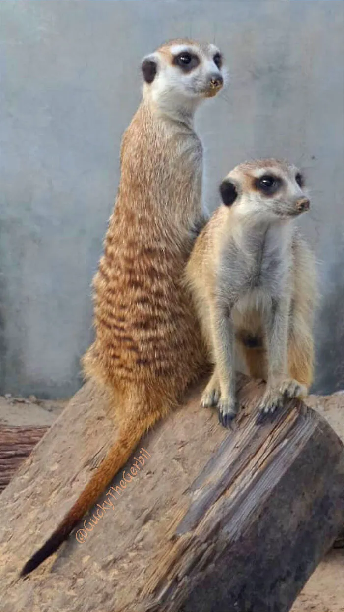 My Little Friends On A Petting Farm In Dubai Uae! Furry Tot And Fuzzy Tot!