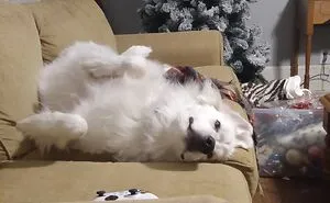 Hey Pandas, Post The Weirdest Pic Of Your Pet (Closed)