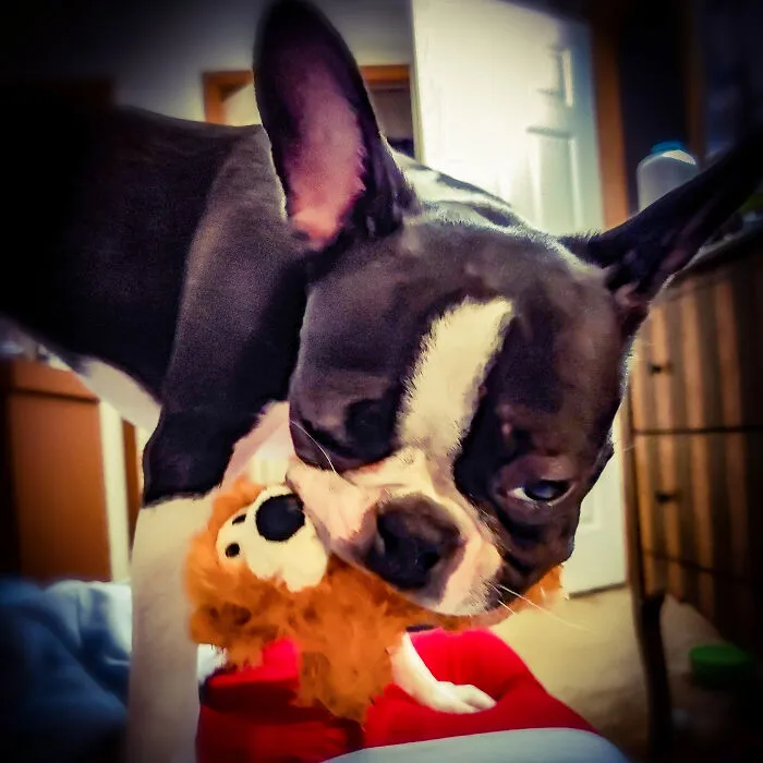 Wanna Tug My Bear? (Wink Wink.) Love Walkies& Wakin The 'Rents Up At 3am W/ Licking Sounds. Stubborn & Sassy But Love To Cuddle.  Hmu