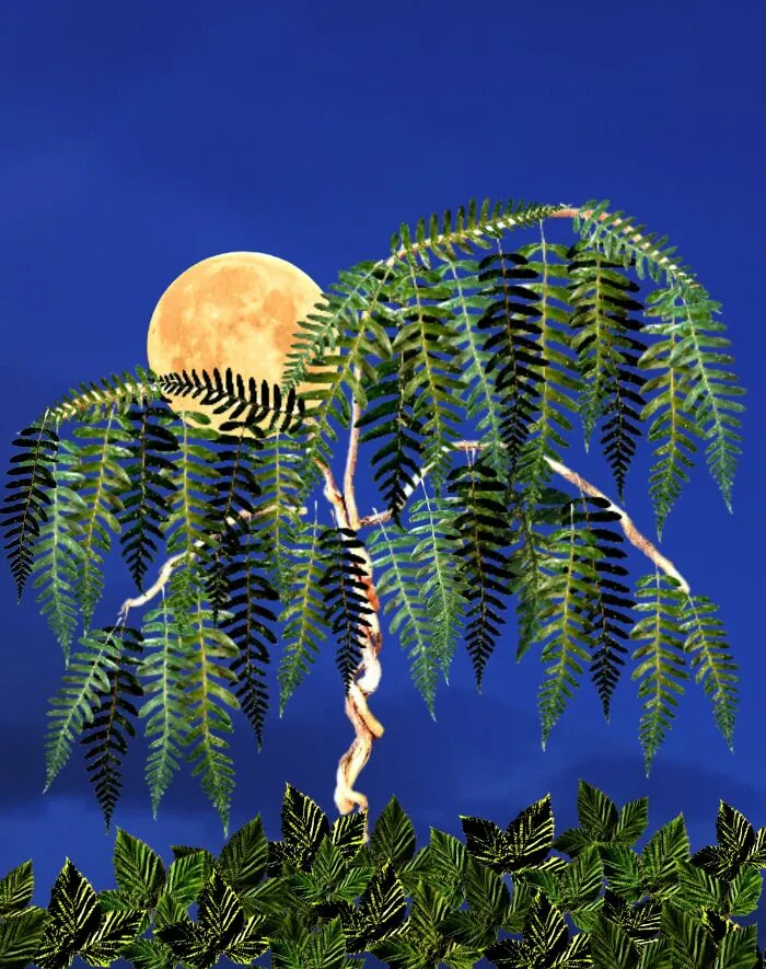 Willow Tree Digital Art