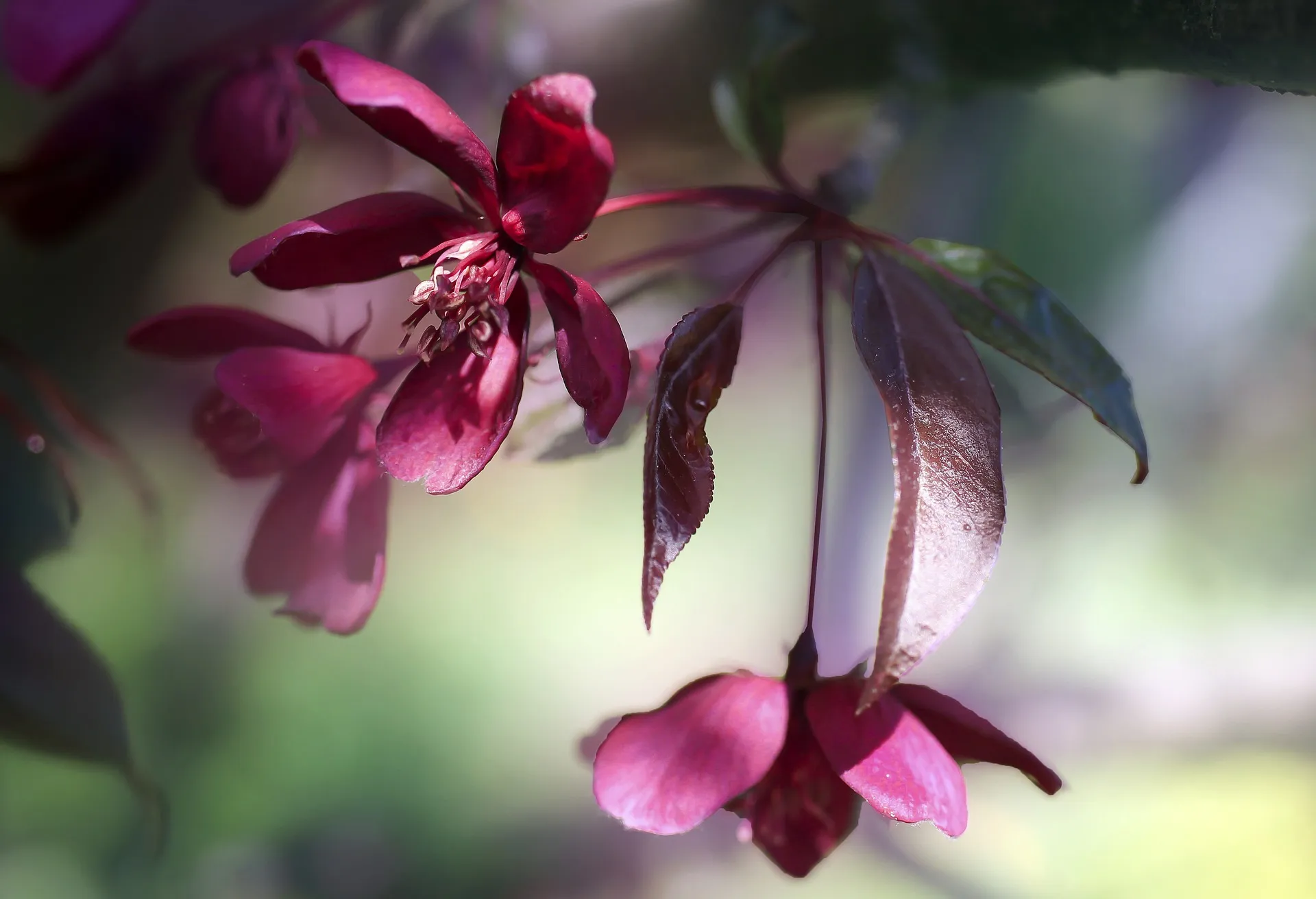 Tips For Using Bokeh To Turn Photos Into Art
