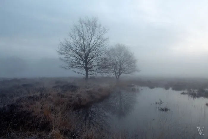 Mystical Morning