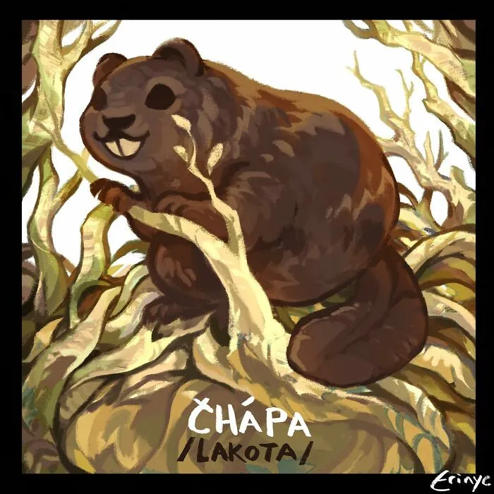 Čhápa (lakota)