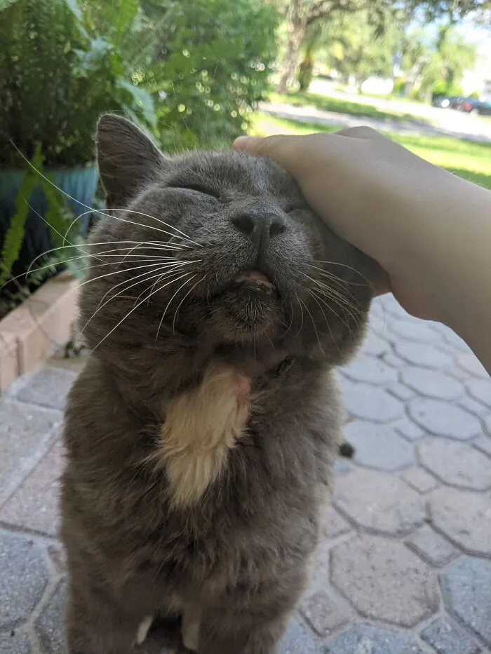 Sweet Mr. Jowls