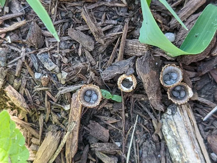 Had To Explain To The Staff At My Special Therapeutic School As I Was Helping Set Up The Behavior Reward Raffle For The Younger Kids That Girl In Pieces Is A Particular Awful Book Choice For The Setting. I Have No Pictures From There Because Hipaa So Here's A Cool Fungus I Found Instead