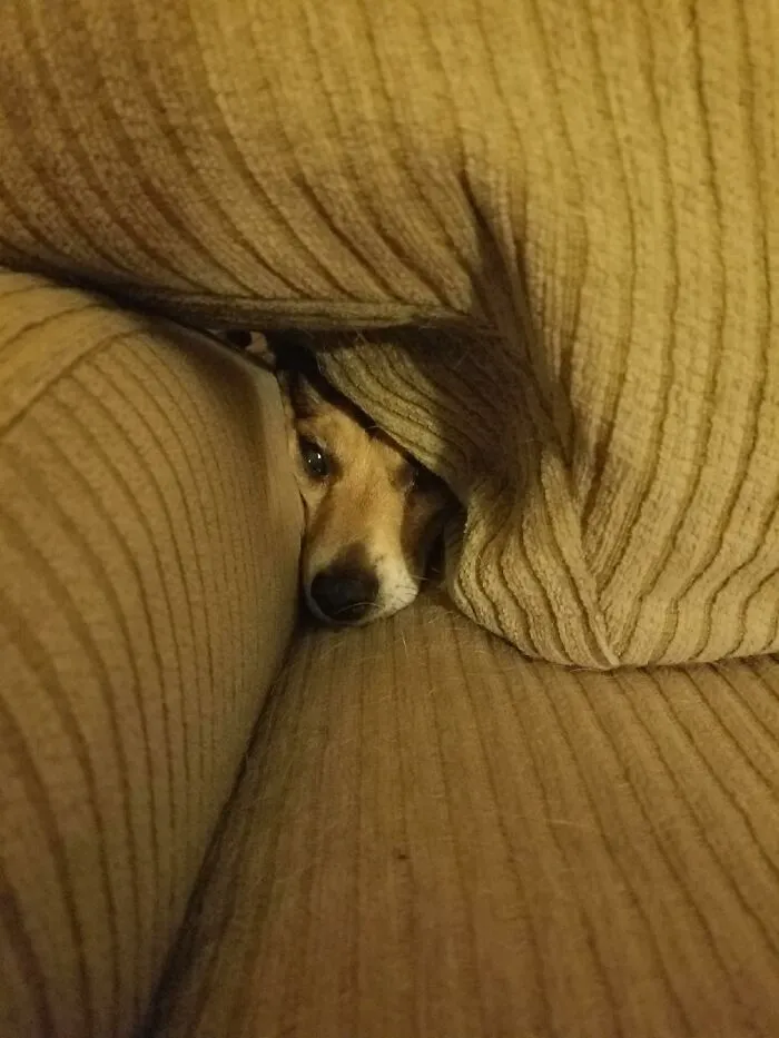 The “WeRateDogs” Twitter Account With 9M Followers Rates People's Dogs, And It's As Hilarious As It Is Wholesome (50 New Pics)