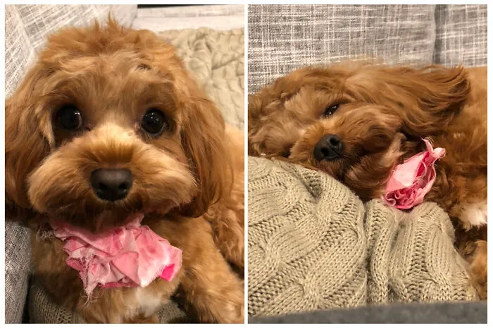 Meet Baylee Our Redhead.do Not Judge A Book By Its Cover They Say! Being Adorable Is Hardwork!