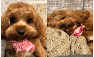 The “WeRateDogs” Twitter Account With 9M Followers Rates People's Dogs, And It's As Hilarious As It Is Wholesome (50 New Pics)