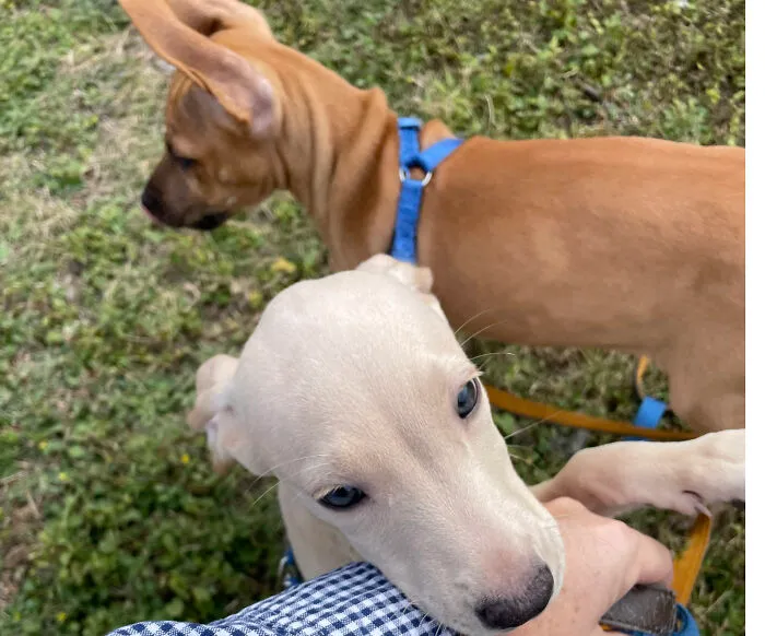 Meet Floppa One And Two