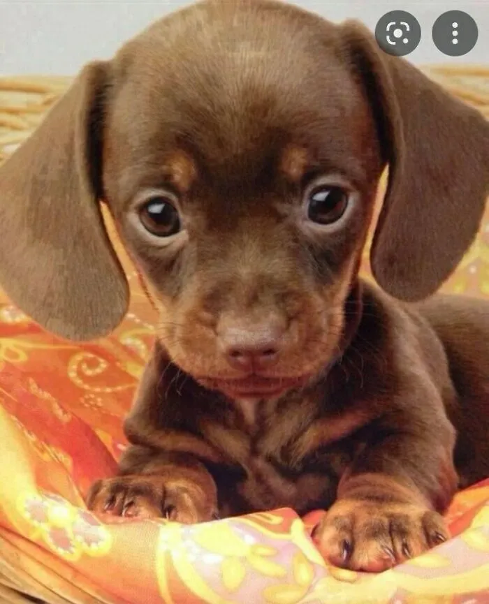 The “WeRateDogs” Twitter Account With 9M Followers Rates People's Dogs, And It's As Hilarious As It Is Wholesome (50 New Pics)
