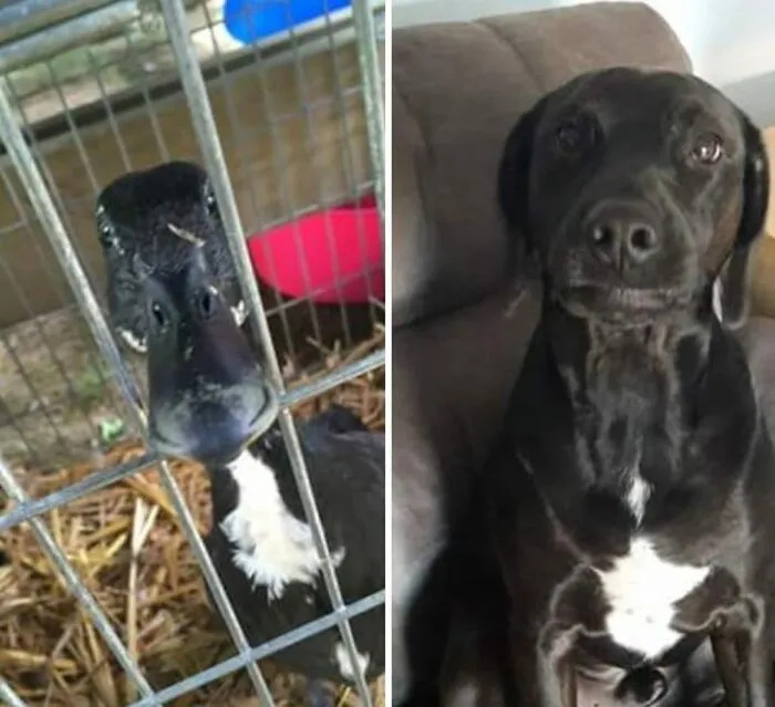 The “WeRateDogs” Twitter Account With 9M Followers Rates People's Dogs, And It's As Hilarious As It Is Wholesome (50 New Pics)