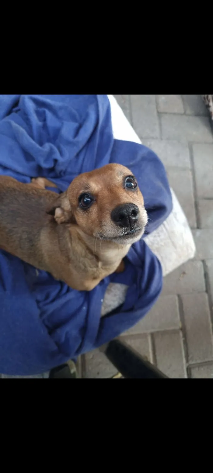 The “WeRateDogs” Twitter Account With 9M Followers Rates People's Dogs, And It's As Hilarious As It Is Wholesome (50 New Pics)