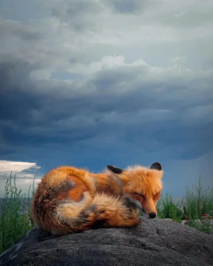 2do lugar, Animales - Sanjay Chauhan