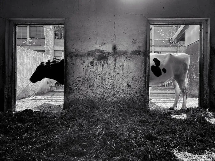 1er lugar, Animales - Pier Luigi Dodi