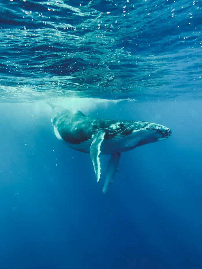 3er lugar, Animales - Tran Hieu
