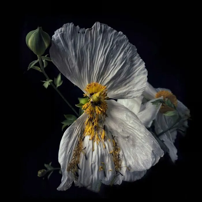 2nd Place, Still Life - Robin Robertis