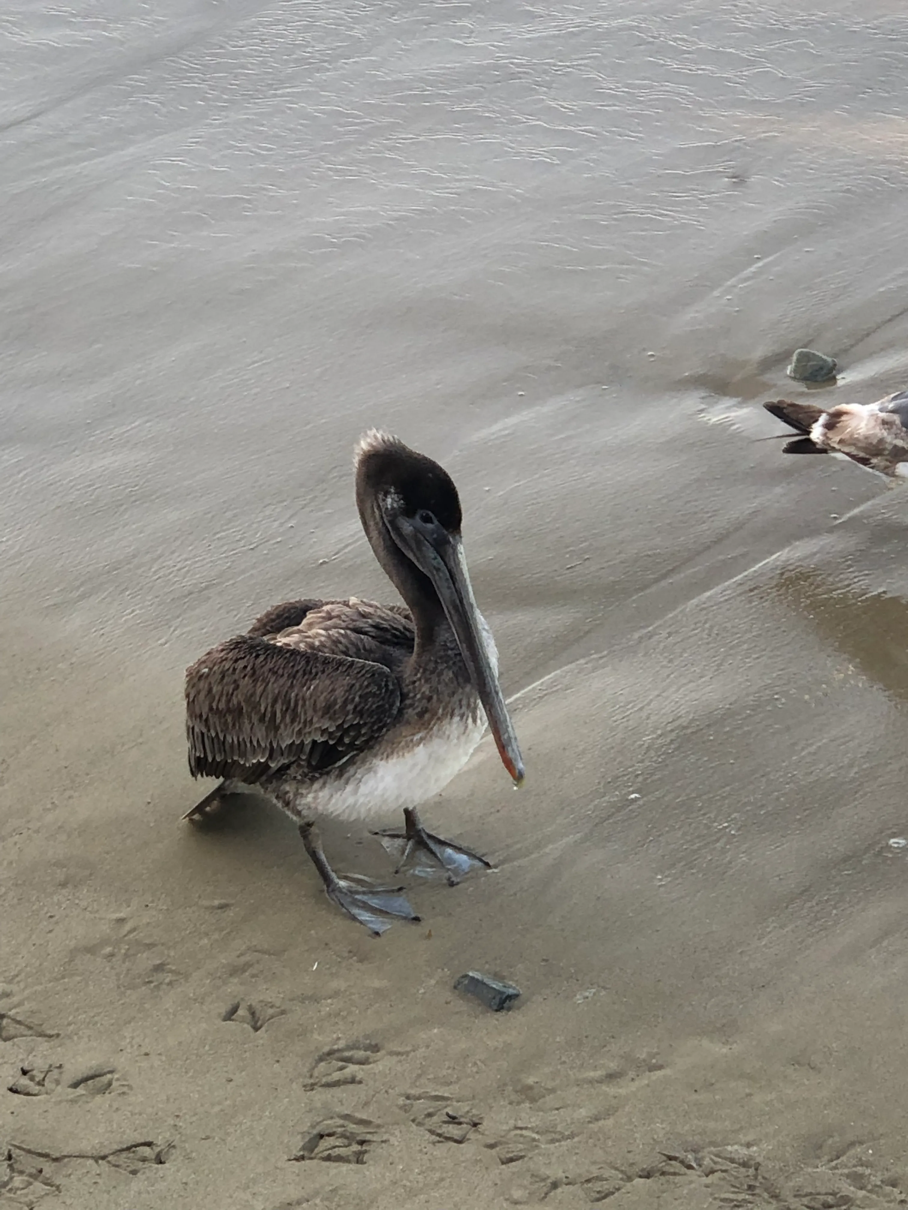 Where’s Your Pelicans? Show Them Off!