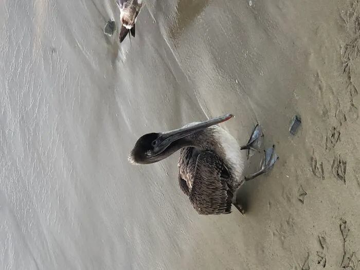 Pelican Fooled By Flock Of Seagulls