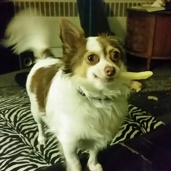 The “WeRateDogs” Twitter Account With 9M Followers Rates People's Dogs, And It's As Hilarious As It Is Wholesome (50 New Pics)