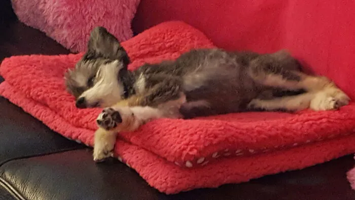 The “WeRateDogs” Twitter Account With 9M Followers Rates People's Dogs, And It's As Hilarious As It Is Wholesome (50 New Pics)