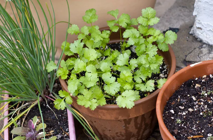 Cilantro (Yes, We Know It's Genetic, You Can Stop Rubbing Our Noses In It)