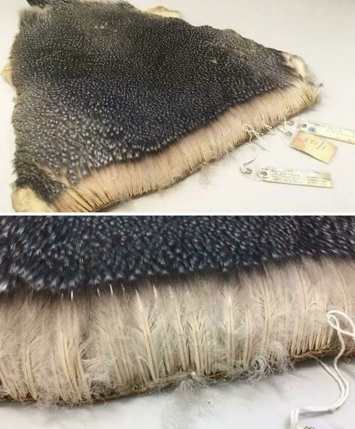 Plumas de pingüino