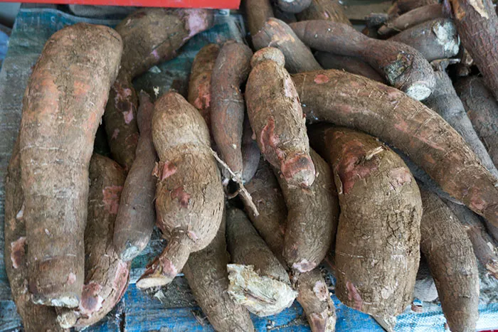 Cassava