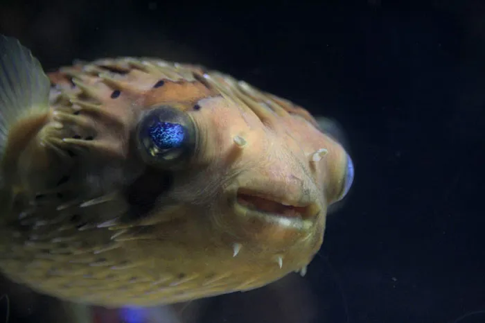 Puffer Fish