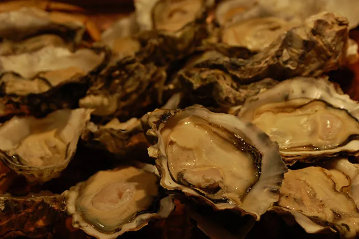 Oysters