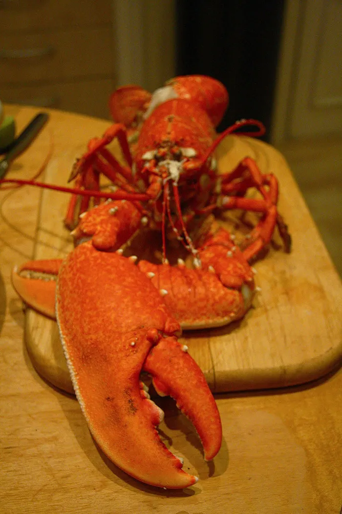 Lobster