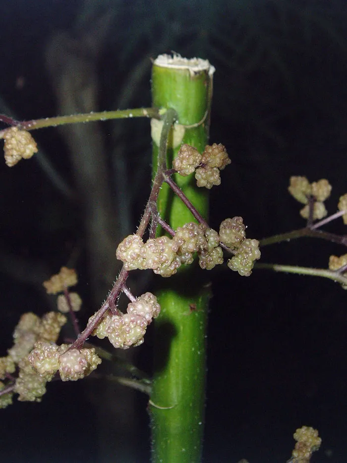 Gympie-Gympie Plant