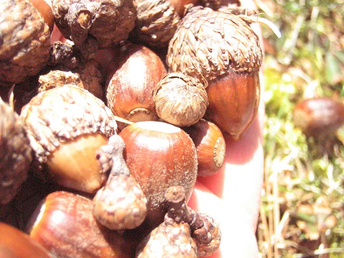 Acorns