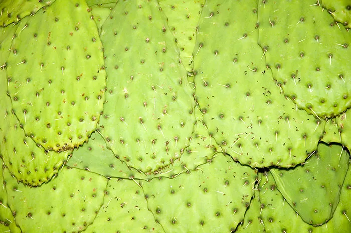 Nopales