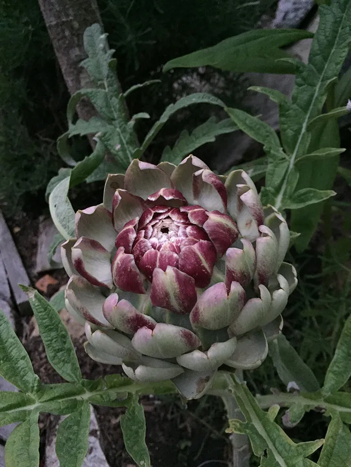 Artichoke