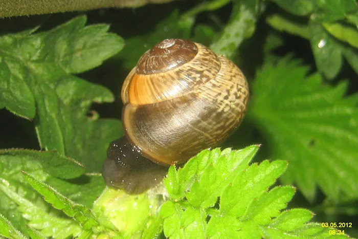 Snails