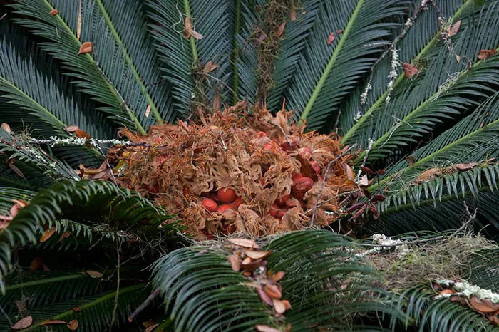 Heart Of Palm