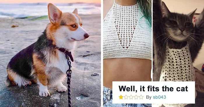 “A Place Where We Can Laugh At Our Non-Human Friends”: 50 Times This Online Group Made Our Days Better