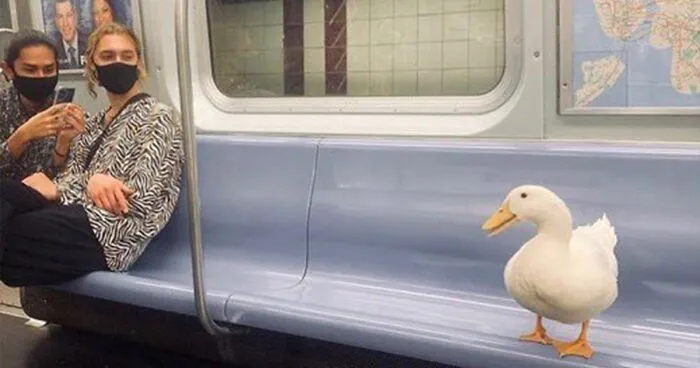 35 Times People Spotted Animals In Places They Shouldn't Have Been And Submitted Pics To This Twitter Account