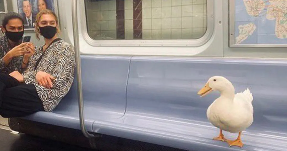 34 Animales avistados en lugares indebidos y que acabaron en esta cuenta de Twitter