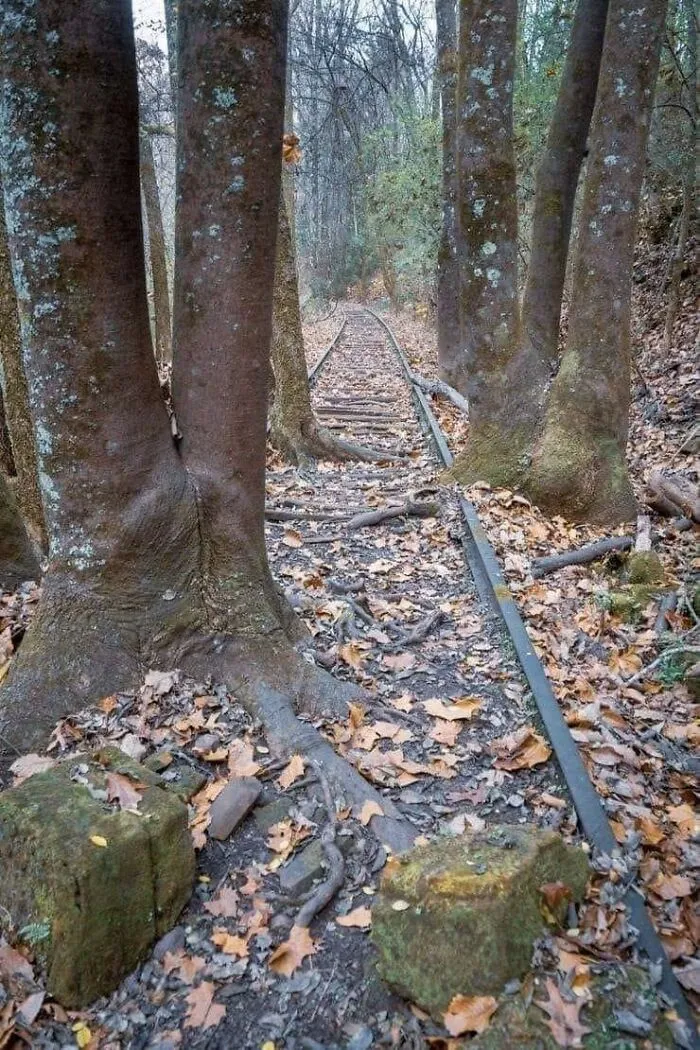 La naturaleza se apodera del lugar