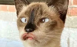 50 People Share How Their Beloved Cats Have Changed Since Being Adopted (New Pics)