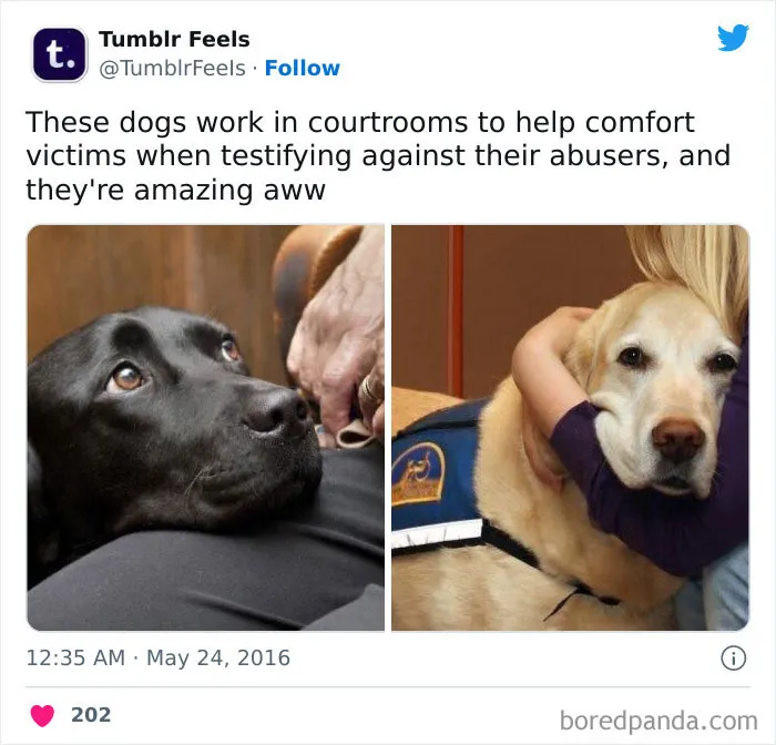 I Would Be So Proud Of My Dog If He Got This Job