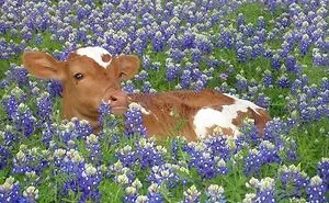 ‘Blessed Images’: 50 Times People Saw An Image So Pure, It Healed Their Soul A Bit