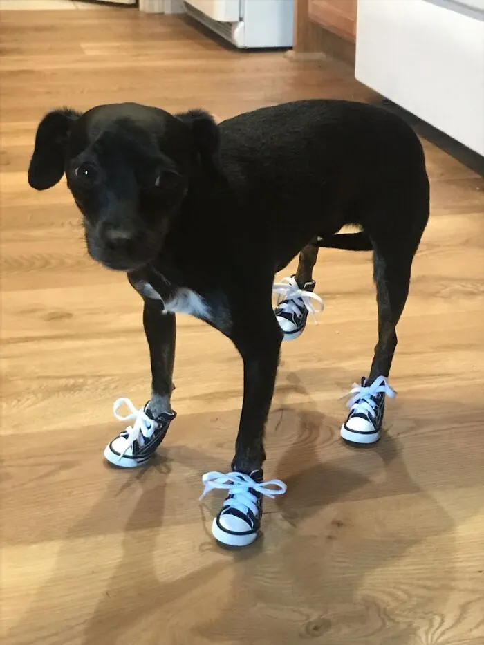 The “WeRateDogs” Twitter Account With 9M Followers Rates People's Dogs, And It's As Hilarious As It Is Wholesome (50 New Pics)