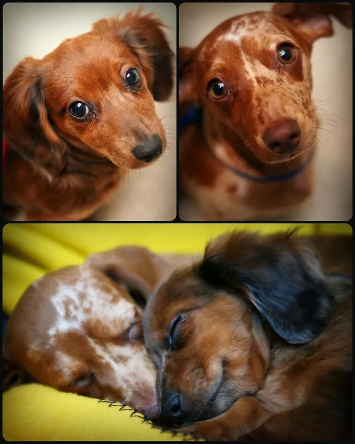 The “WeRateDogs” Twitter Account With 9M Followers Rates People's Dogs, And It's As Hilarious As It Is Wholesome (50 New Pics)