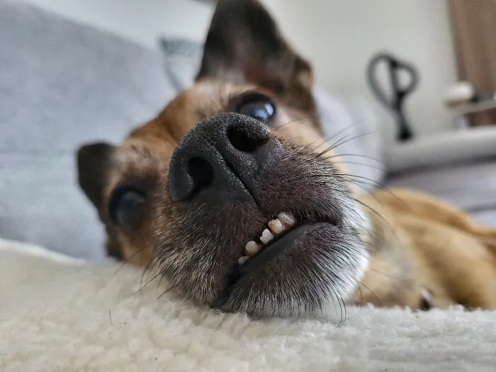 The “WeRateDogs” Twitter Account With 9M Followers Rates People's Dogs, And It's As Hilarious As It Is Wholesome (50 New Pics)