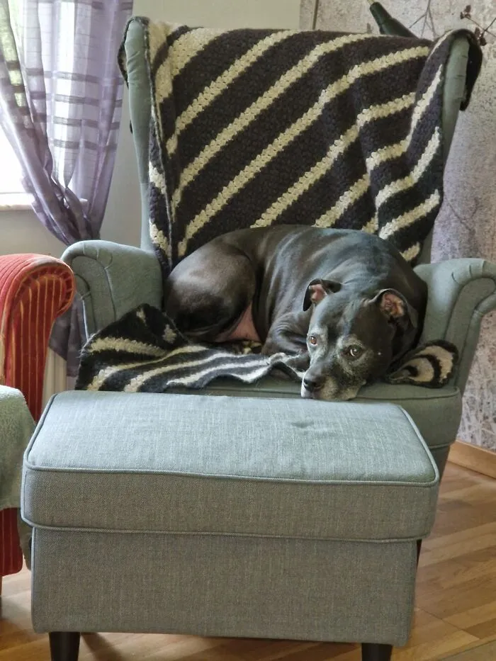 The “WeRateDogs” Twitter Account With 9M Followers Rates People's Dogs, And It's As Hilarious As It Is Wholesome (50 New Pics)