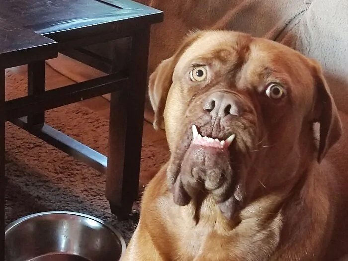 The “WeRateDogs” Twitter Account With 9M Followers Rates People's Dogs, And It's As Hilarious As It Is Wholesome (50 New Pics)