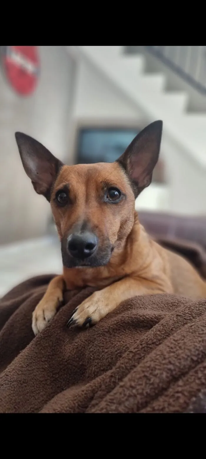 The “WeRateDogs” Twitter Account With 9M Followers Rates People's Dogs, And It's As Hilarious As It Is Wholesome (50 New Pics)