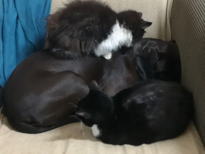 The “WeRateDogs” Twitter Account With 9M Followers Rates People's Dogs, And It's As Hilarious As It Is Wholesome (50 New Pics)